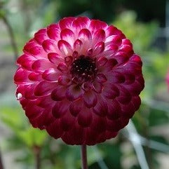 Dahlia 'Little Robert'