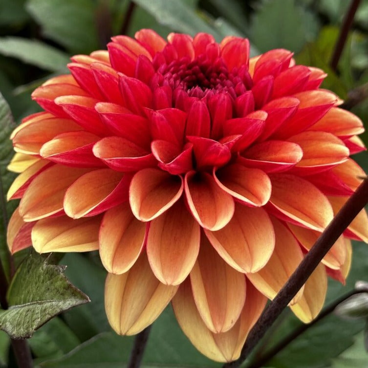 Dahlia 'Maria Strella'