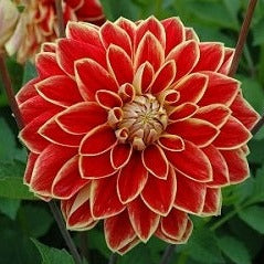 Dahlia 'Maxime'