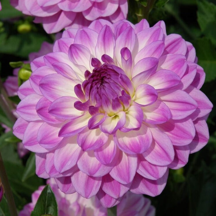 Dahlia 'Mediterrannee'