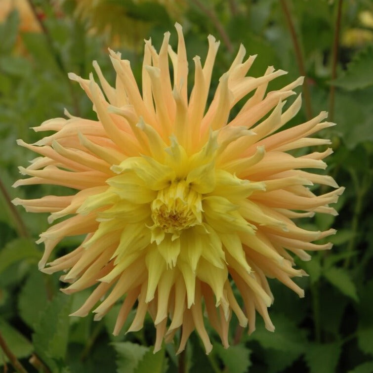Dahlia 'Mingus Joshua'