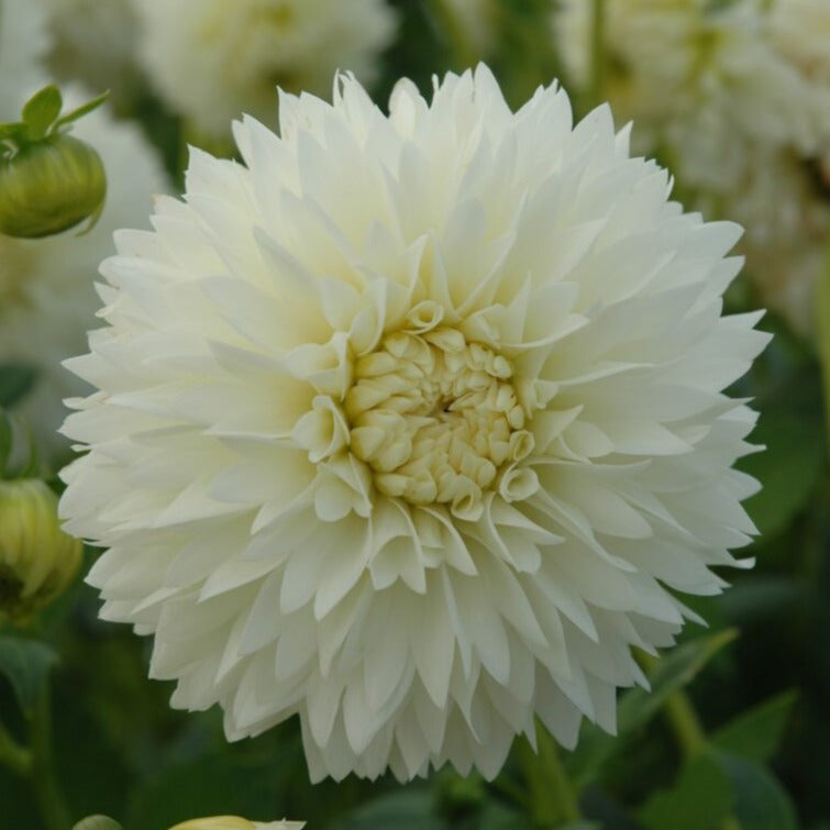 Dahlia 'Myama Fubuki'