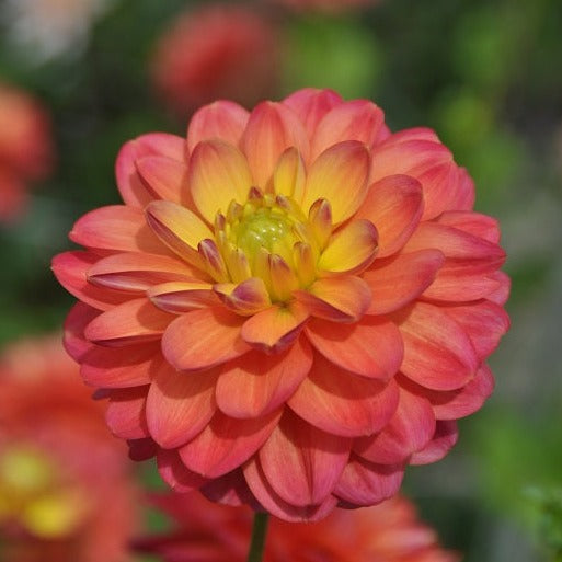 Dahlia 'Princess Erika'