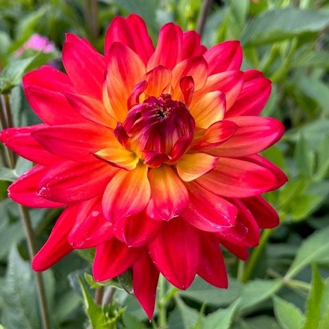 Dahlia 'Rainbow Silence'