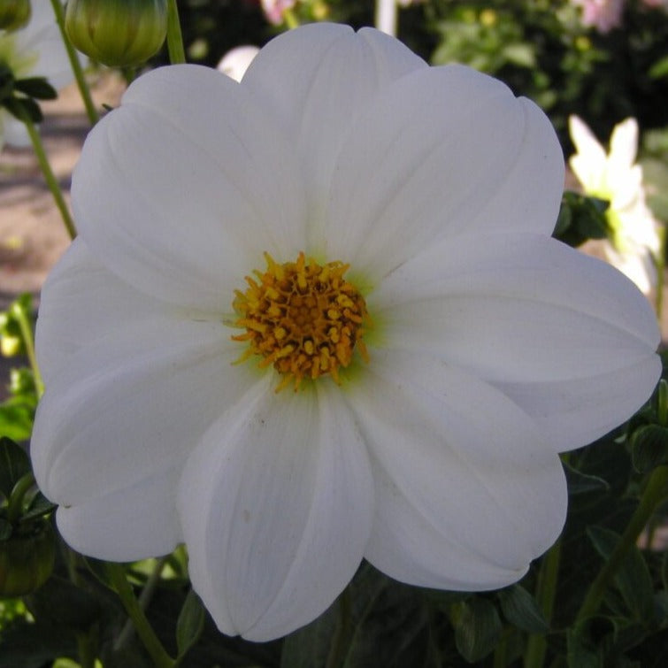 Dahlia 'Sneezy'