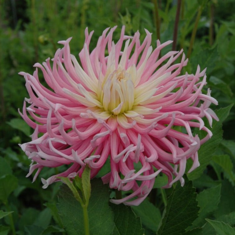 Dahlia 'Star's Favourite'