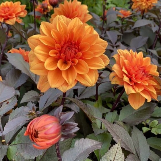 Dahlia 'Statue of Orange'