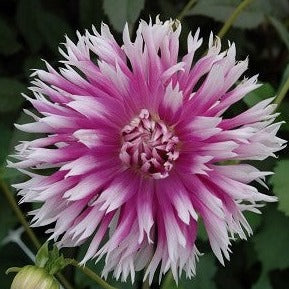 Dahlia 'Table Dancer'