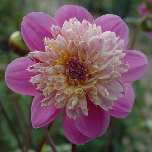 Dahlia 'Take Off'