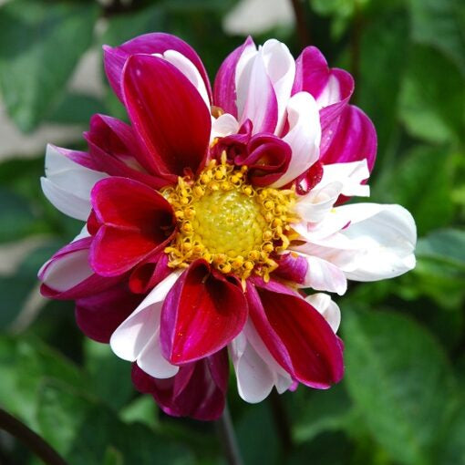 Dahlia 'Twyning's Smartie'