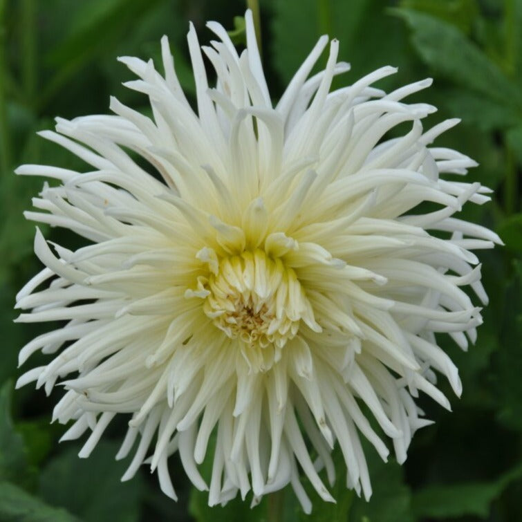 Dahlia 'White Star'