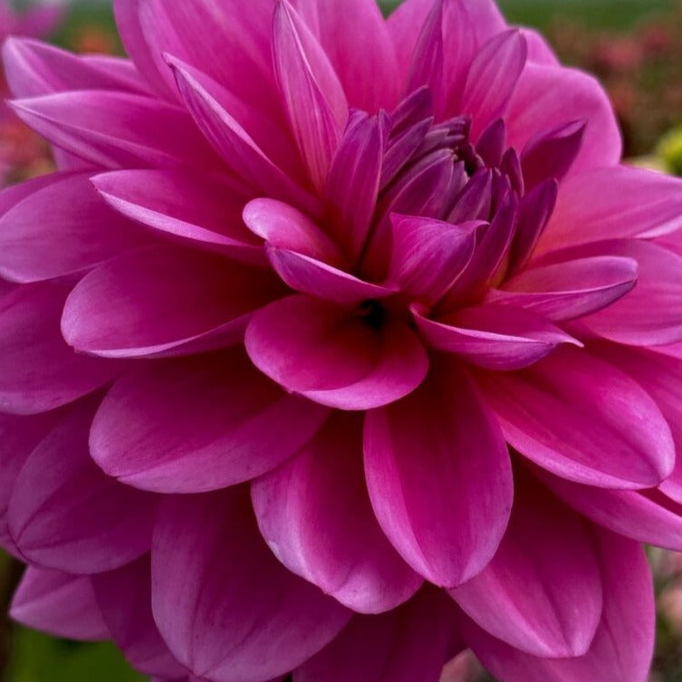Dahlia 'Bodille'