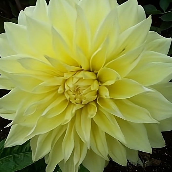 Dahlia 'Kelvin Floodlight' Tubers
