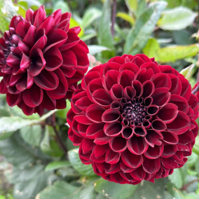 Dahlia 'Dark Red Wave'
