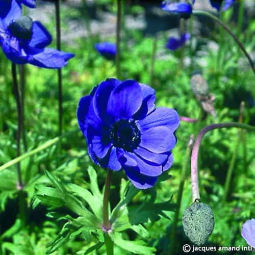 Anemone De Caen 'Mr. Fokker'