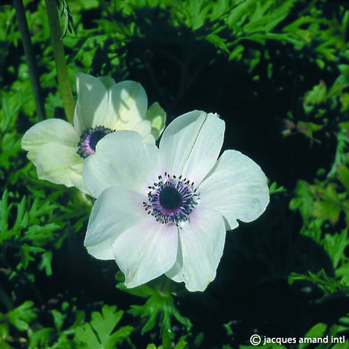 Anemone De Caen 'The Bride'
