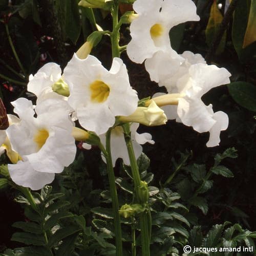 Incarvillea delavayi 'Snowtop'