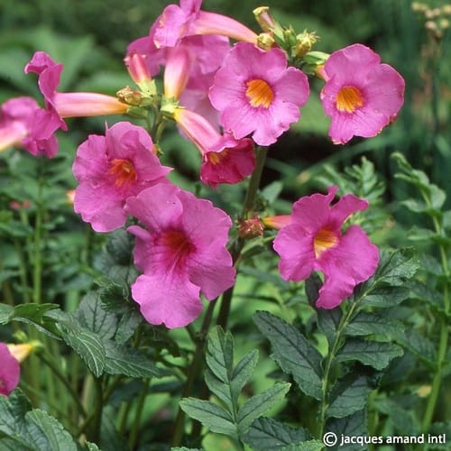 Incarvillea delavayi