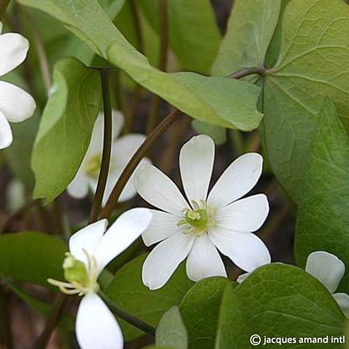 Jeffersonia diphylla