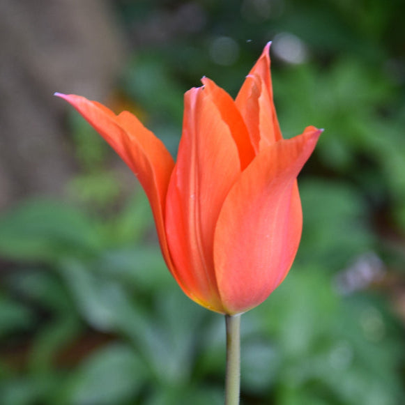 Tulip 'Royal Charm' Bulbs