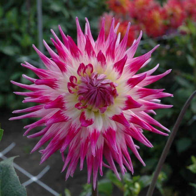 Dahlia 'Electric Light'
