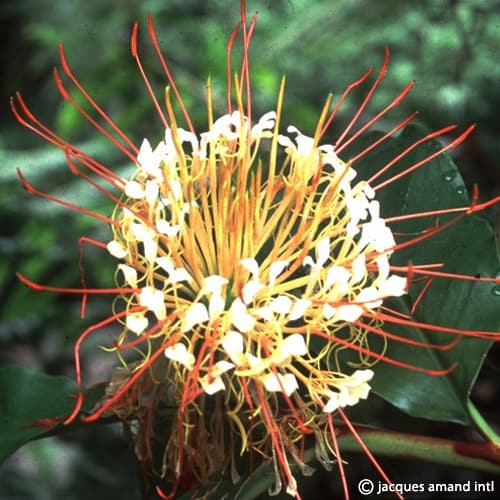 Hedychium ellipticum