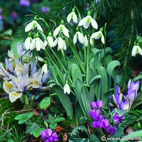 Galanthus elwesii