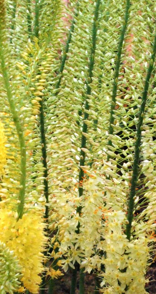 Eremurus Foxtrot