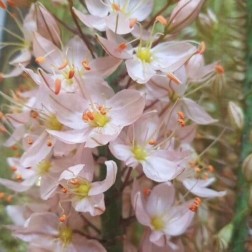 Eremurus 'Sarah Cato'