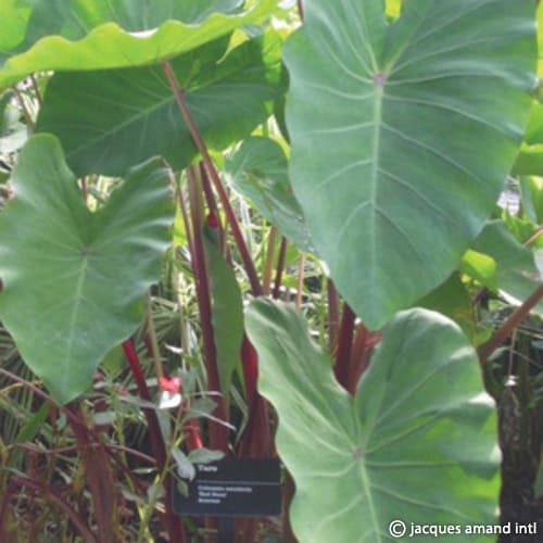 Colocasia esculenta