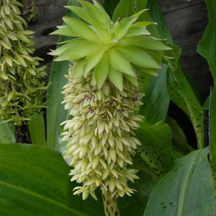 Eucomis bicolour