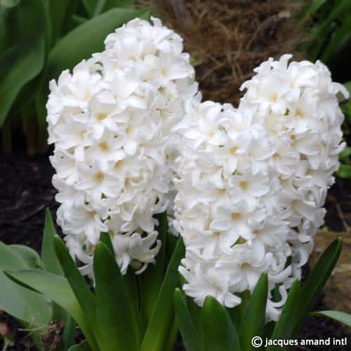 Hyacinth 'White Pearl'