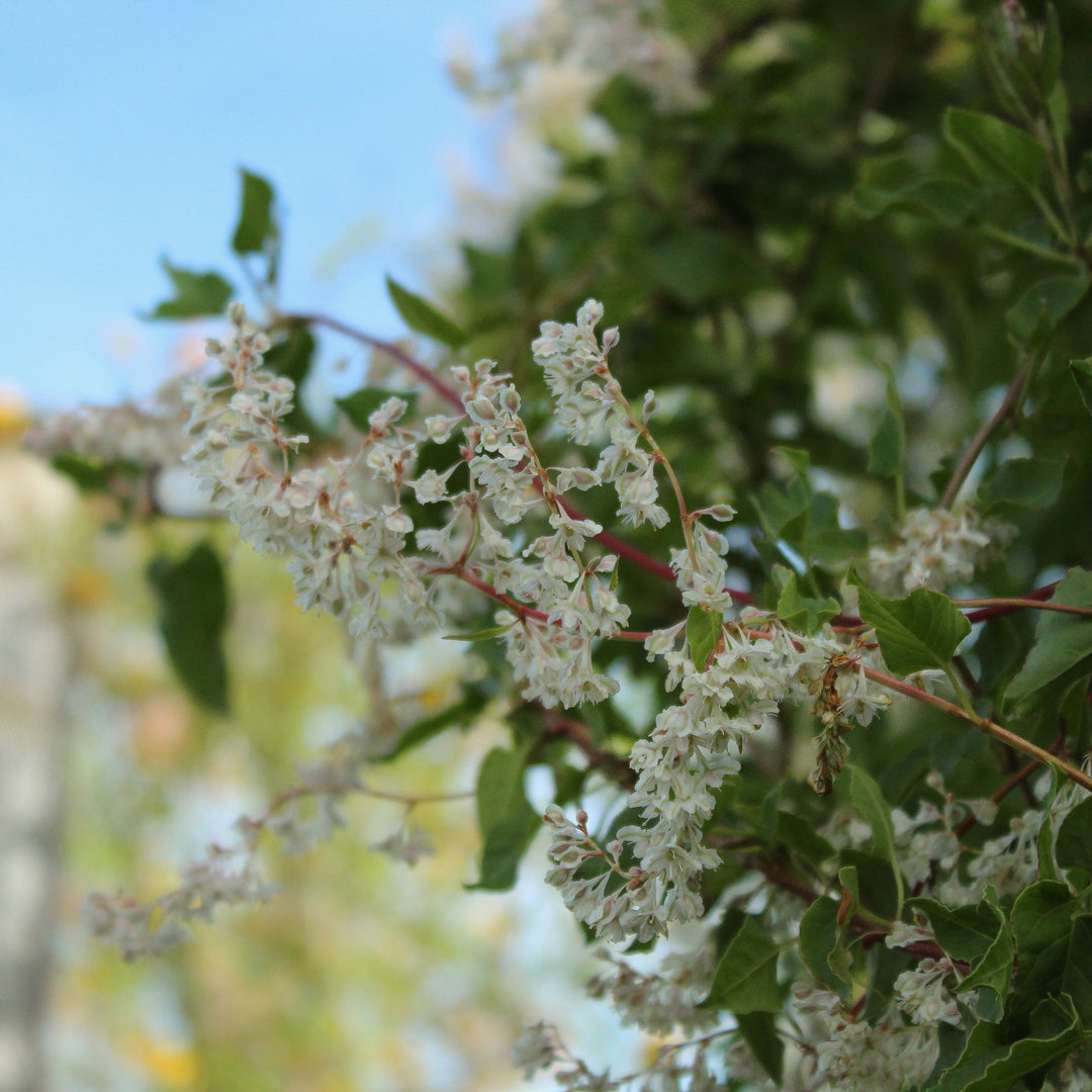 Fallopiapolygonumbalshuanicum white trailing flower