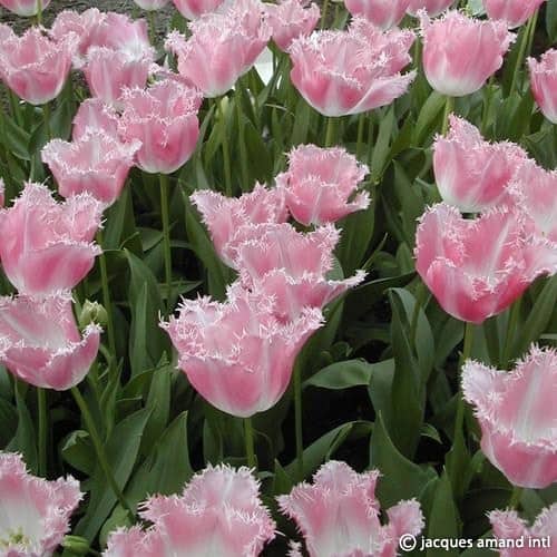 Tulip 'Fancy Frills'