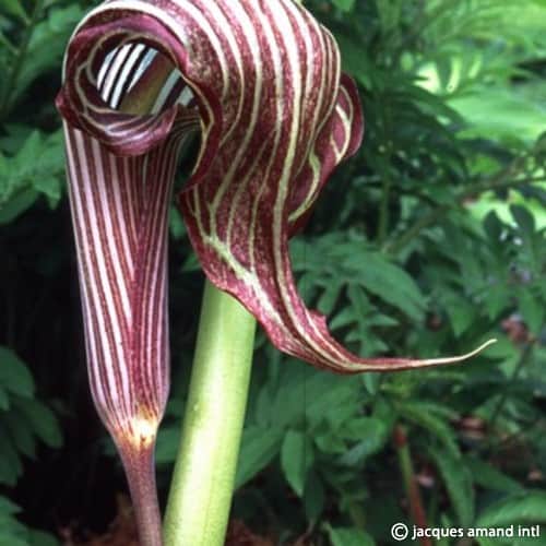 Arisaema fargesii