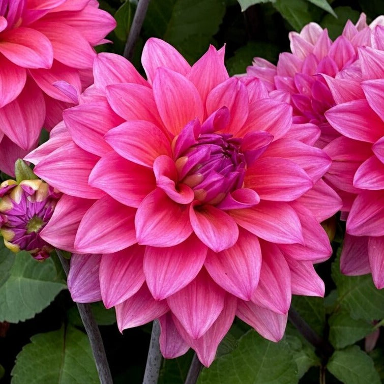Dahlia 'Feline Yvonne'