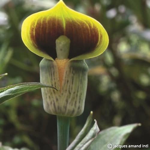 Arisaema flavum
