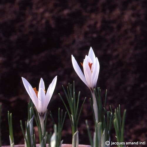 Crocus fleischeri