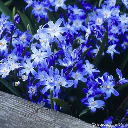 Chionodoxa forbesii
