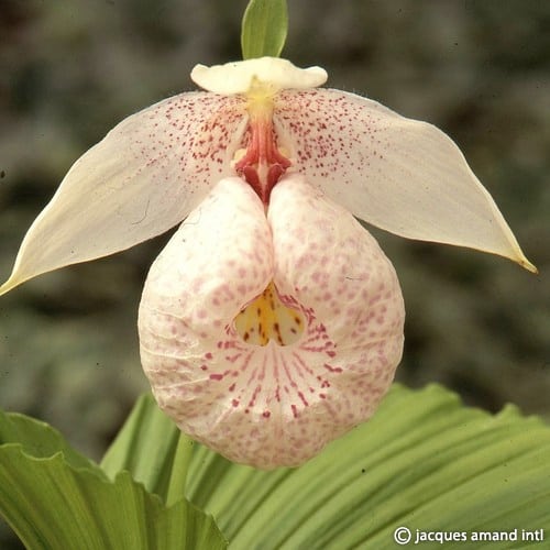 Cypripedium formosanum