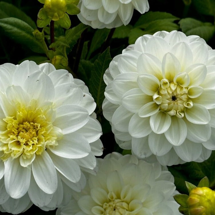 Dahlia 'Free Thought'