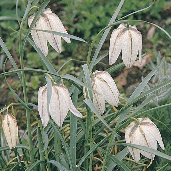 Fritillaria meleagris alba (White Snake's Head Fritillary)