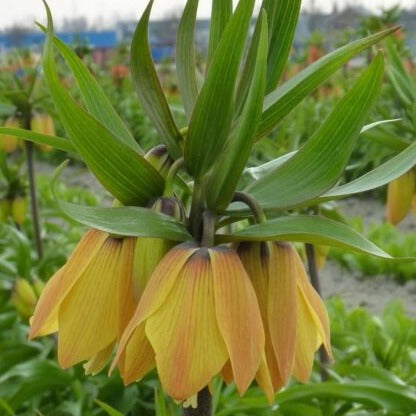 Fritillaria Paradise Beauty