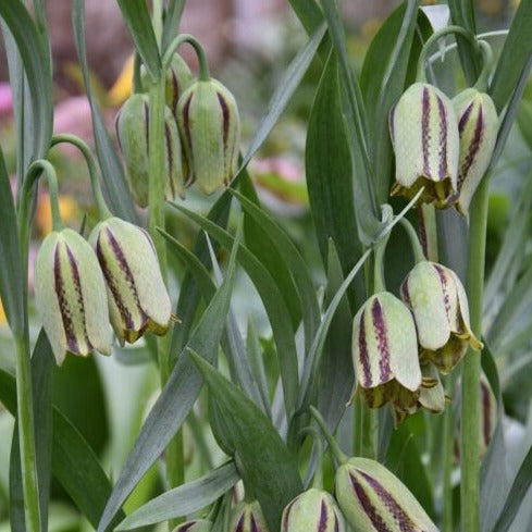Fritillaria acmopetala