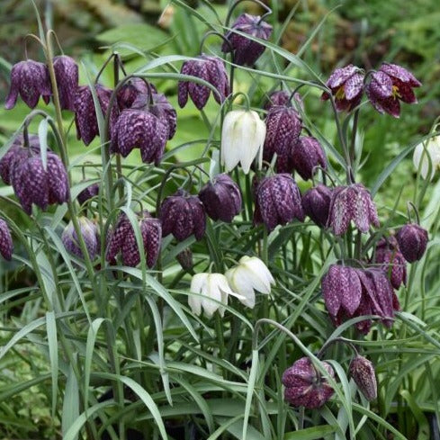 Fritillaria meleagris