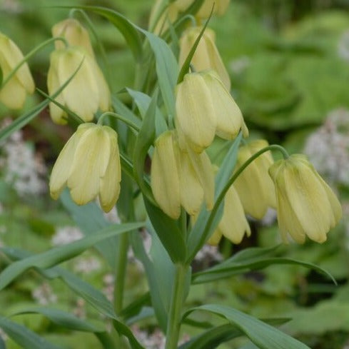 Fritillaria pallidiflora