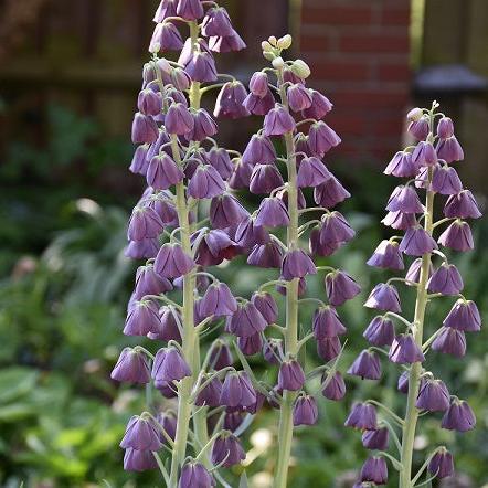 Fritillaria persoca 'Purple Favourite'