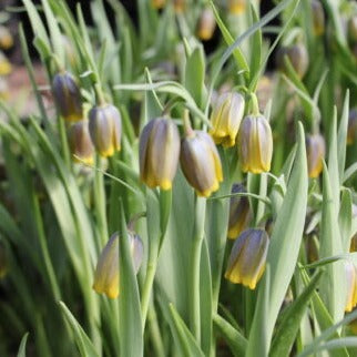 Fritillaria uva-vulpis