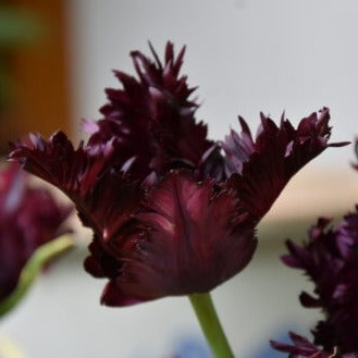 Tulip 'Frozen Night'