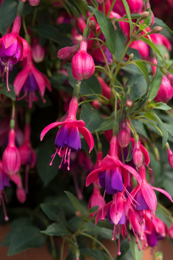 Fuchsia 'Tom Thumb'